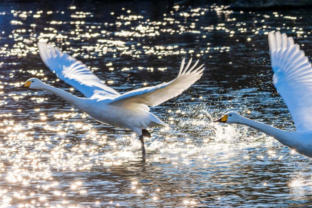 白鳥の湖