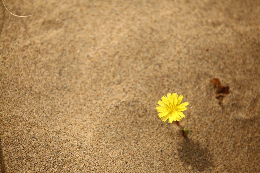 砂漠に咲く花