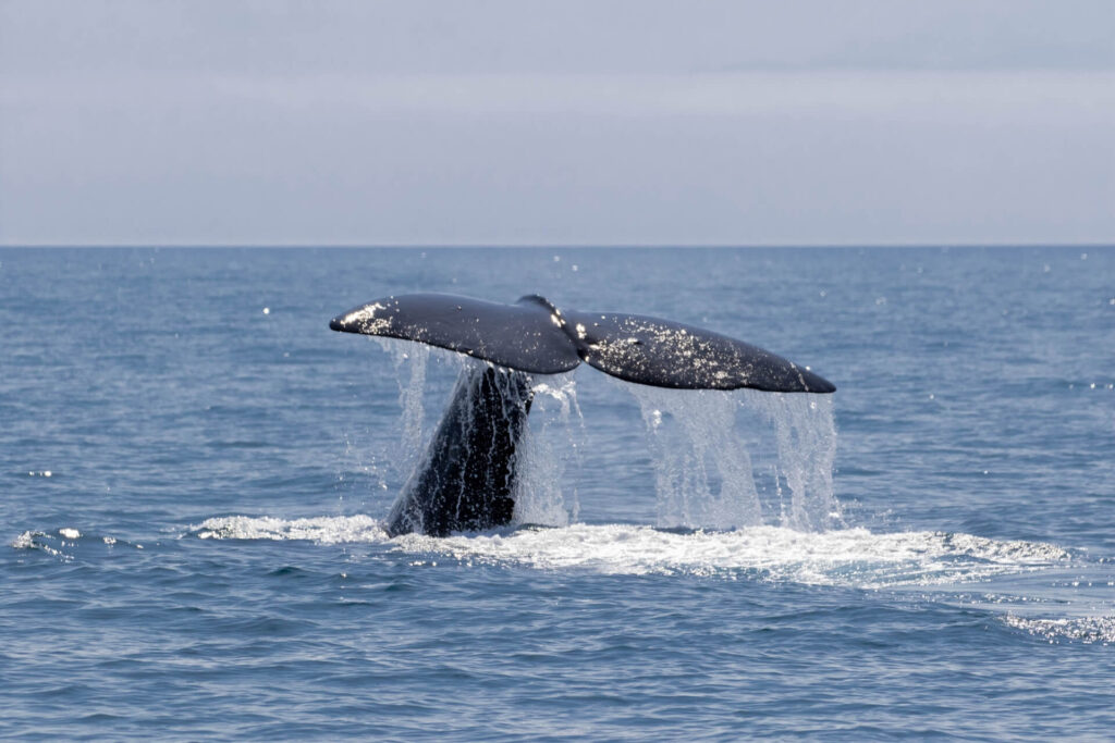 はぐれクジラ